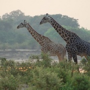 Giraffe_love_card