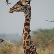 Giraffe_and_birds_card