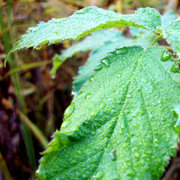 Condensation_card