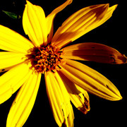 Flower_card