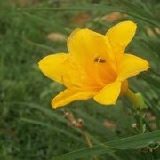 Flowerrrrr_card