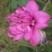Flowerrrrrrrrr_card