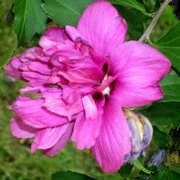 Flowerrrrrrrrrrr_card