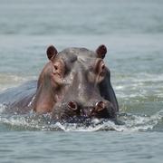 Hippo_charge_card