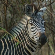 Zebra_card