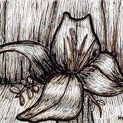 A_lilly_in_black_and_white_card
