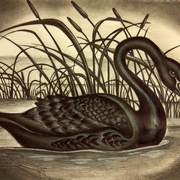 Black_swan_1_card
