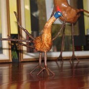 Pavao-do-paraguiai__height_21cm__length_22