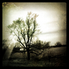 Tree_thumb
