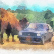 Feeding_the_camel_card