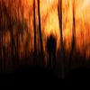 Woods_romansolar_thumb