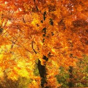 Tree_of_eden_romansolar_card