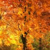 Tree_of_eden_romansolar_thumb