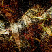 W9_card