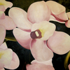 610x456_orquideas_thumb