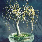 Willow_in_round_glass_card