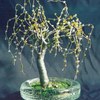 Willow_in_round_glass_thumb