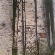 Imag1335-1_card
