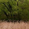 Grass___trees_8