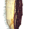Dichotomy_thumb