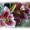 Three_lilies_thumb