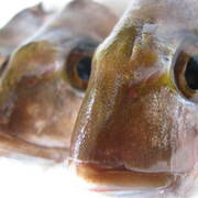Fishphotos_005_card