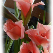 Gladiolas_card