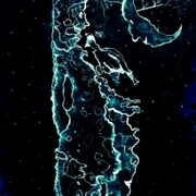 Tree11_card