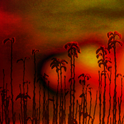 Stalks_card
