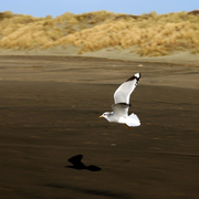 Birds10x_card