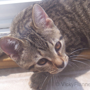 Daisytigarcat_card