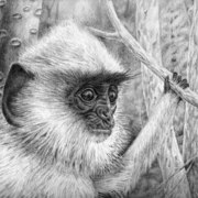 Monkey_card