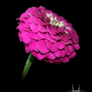 Funeral_flower_1_forpost_card