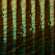 Verticallines_card