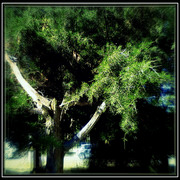______3918-1_card
