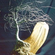 Wind_swept_on_driftwood_card