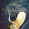 Wind_swept_on_driftwood_thumb