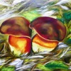 Ceps_2