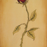 Rose_full_crop_card