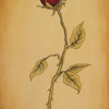 Rose_full_crop_thumb