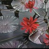 Lotus_thumb