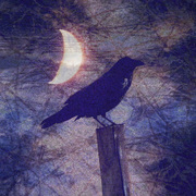 Midnightcrowgrainysmall_card