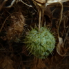 P1060277_thumb