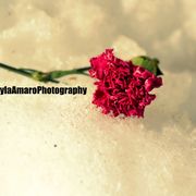 40_-_copy_card