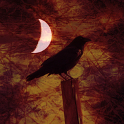 Midnightcrowgraphic_card
