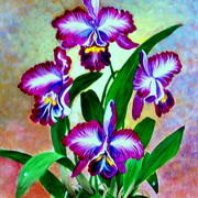 Dscf1433_card