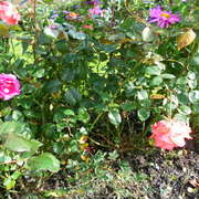 Sam_3446_card