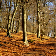 Imgp8925_card