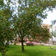 Sam_3142_card