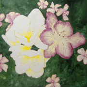 Fresias_card